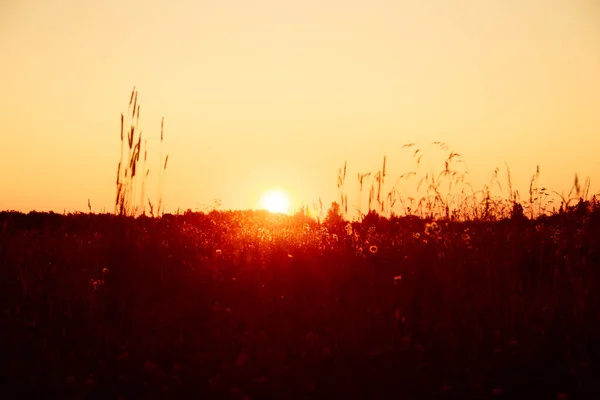 Sommersonnenuntergang Auf Dem Feld Mit Gras Und Wildblumen — Stockfoto