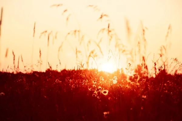 Puesta Sol Verano Campo Con Hierba Flores Silvestres — Foto de Stock