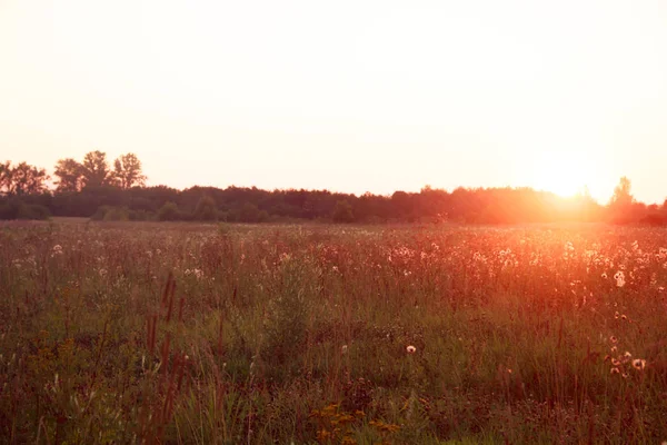 Sommersonnenuntergang Auf Dem Feld Mit Gras Und Wildblumen — Stockfoto