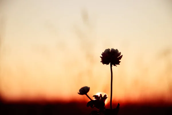 Puesta Sol Verano Campo Con Hierba Flores Silvestres — Foto de Stock