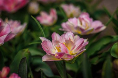 Pembe kabarık laleler. Yemyeşil çiçekler. Çiçek arka plan