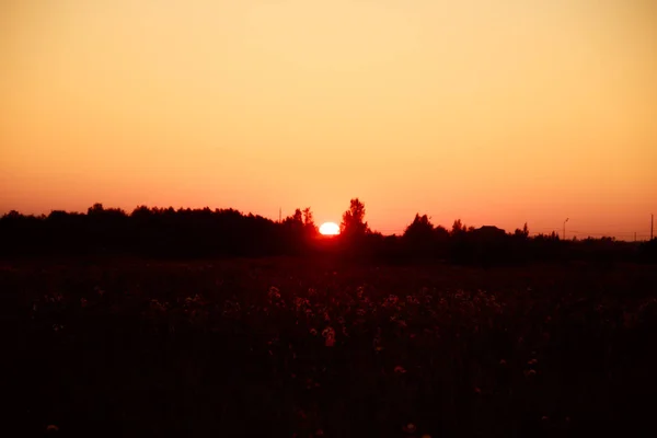 Coucher Soleil Été Dans Champ Avec Herbe Fleurs Sauvages — Photo