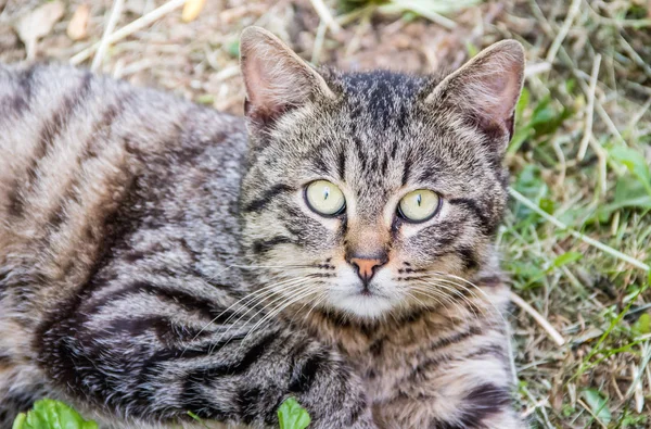 Gato Gris Tirado Hierba Gato Está Mirando Cámara Ojos Redondos —  Fotos de Stock