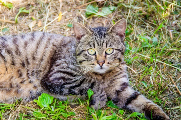 Çimlerin Üzerinde Yatan Gri Kedi Kedi Kameraya Bakıyor Yuvarlak Korkmuş — Stok fotoğraf