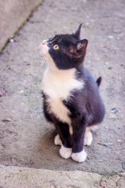 Küçük siyah beyaz kedi yavrusu. Sevimli evcil hayvan.