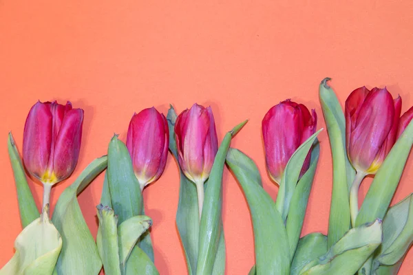 Flores Tulipán Sobre Fondo Naranja — Foto de Stock
