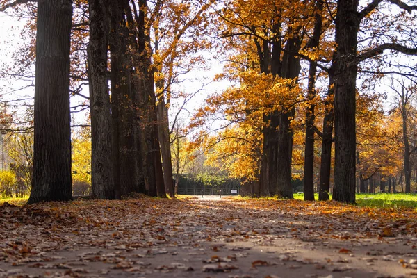 Herbst Helle Bäume Park Gelbes Laub — Stockfoto