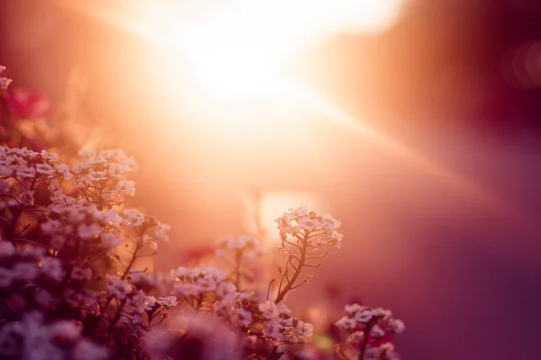 Flores Bonitas Vaso Canteiro Flores Pôr Sol — Fotografia de Stock