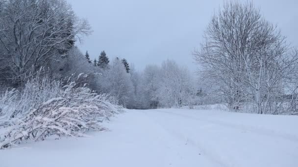 Uitzicht Winterweg Besneeuwde Bomen Langs Weg Winter Reis — Stockvideo