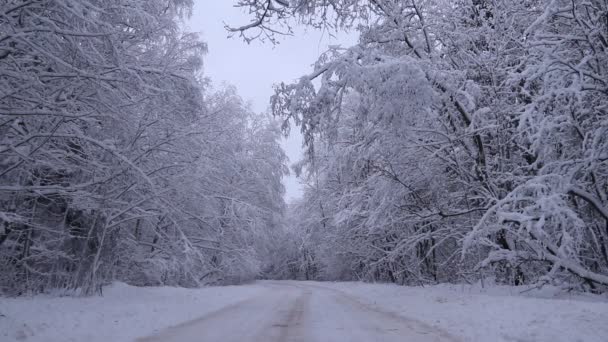 Kış Yolunun Manzarası Yol Boyunca Karlı Ağaçlar Kış Yolculuğu — Stok video