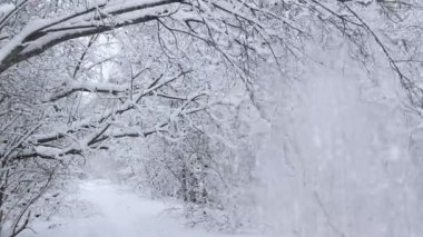 Kış yolunun manzarası. Yol boyunca karlı ağaçlar. Kış yolculuğu 