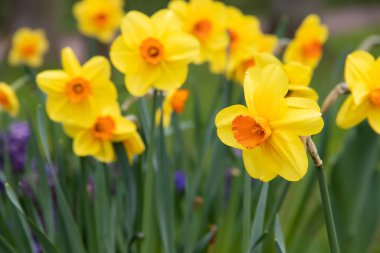 Bahar çiçekleri sarı nergisler. güzel sarı çiçekler. çiçek açan çiçek
