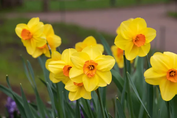 Άνθη Της Άνοιξης Κίτρινοι Νάρκισσοι Όμορφα Κίτρινα Λουλούδια Ανθισμένη — Φωτογραφία Αρχείου