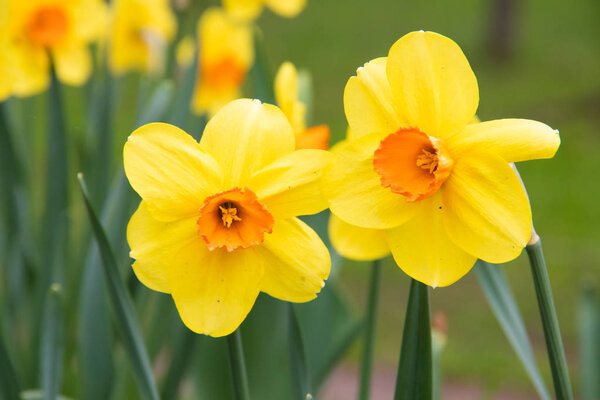 Spring flowers yellow daffodils. beautiful yellow flowers. blooming flower