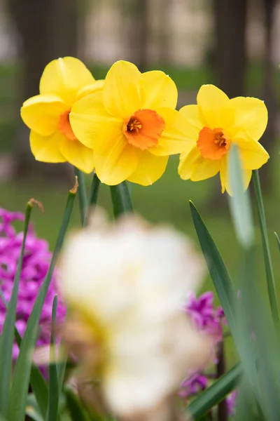 Άνθη Της Άνοιξης Κίτρινοι Νάρκισσοι Όμορφα Κίτρινα Λουλούδια Ανθισμένη — Φωτογραφία Αρχείου