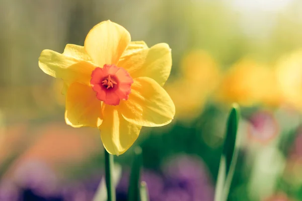 Λουλούδι Άνοιξη Κίτρινος Νάρκισσος Κοντινό Πλάνο — Φωτογραφία Αρχείου