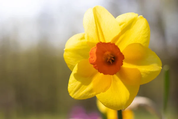 Bahar Çiçeği Sarı Nergis Yakın Çekim — Stok fotoğraf