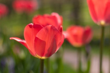 Bahar çiçekleri kırmızı laleler. güzel kırmızı çiçekler. çiçek açan çiçekler