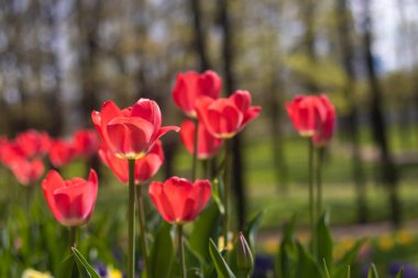 Bahar çiçekleri kırmızı laleler. güzel kırmızı çiçekler. çiçek açan çiçekler
