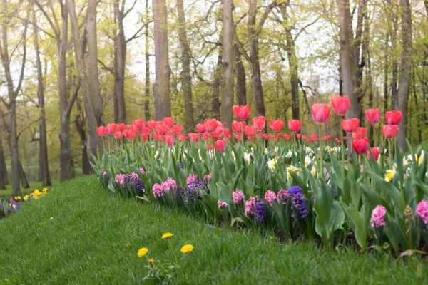 Spring flowers red tulips. beautiful red flowers. blooming flowers