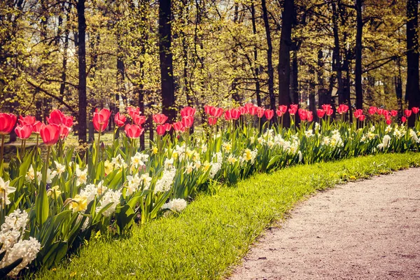 Flores Primavera Tulipas Vermelhas Lindas Flores Vermelhas Flores Florescentes — Fotografia de Stock