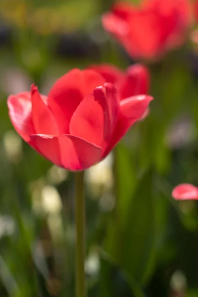 Spring flower, red tulip. beautiful red flower