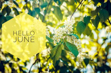 Banner Merhaba Haziran. Yeni sezon. Fotoğraftaki sarı çiçeklerle metin.