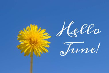 Banner Hello June. New season. Text on the photo with yellow flowers. clipart