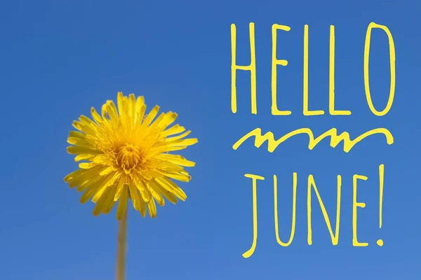 Banner Hola June Nueva Temporada Texto Foto Con Flores Amarillas — Foto de Stock