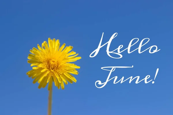 Banner Hola June Nueva Temporada Texto Foto Con Flores Amarillas —  Fotos de Stock