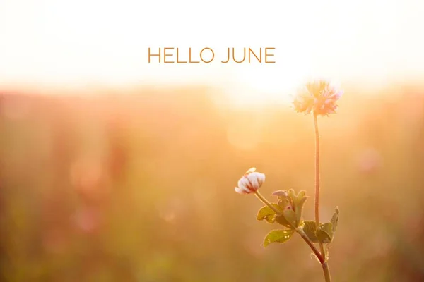 Баннер Hello June Новый Сезон Текст Фотографии Желтыми Цветами — стоковое фото