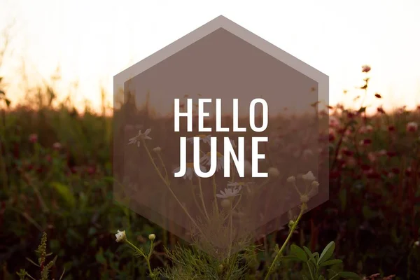 Banner Hello Juni Nieuwe Seizoen Tekst Foto Met Gele Bloemen — Stockfoto
