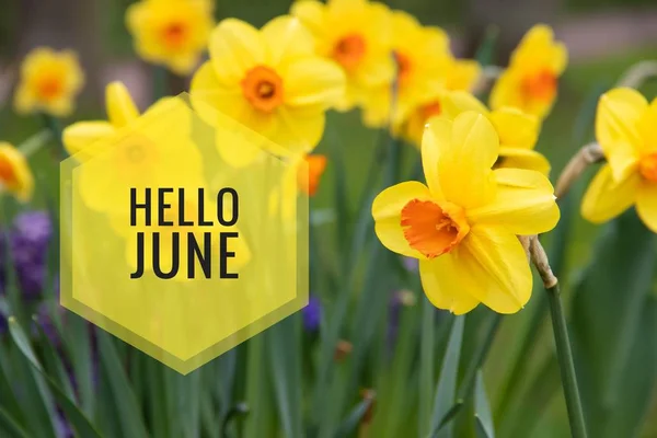 Banner Hello June. New season. Text on the photo with yellow flowers.