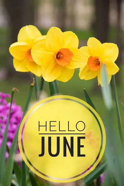 Banner Hello June Nuova Stagione Testo Sulla Foto Con Fiori — Foto Stock