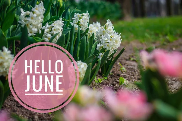 Banner Hello Juni Nieuwe Seizoen Tekst Foto Met Gele Bloemen — Stockfoto