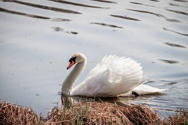 Красивий Білий Лебідь Озері Символ Любові Благодаті — стокове фото