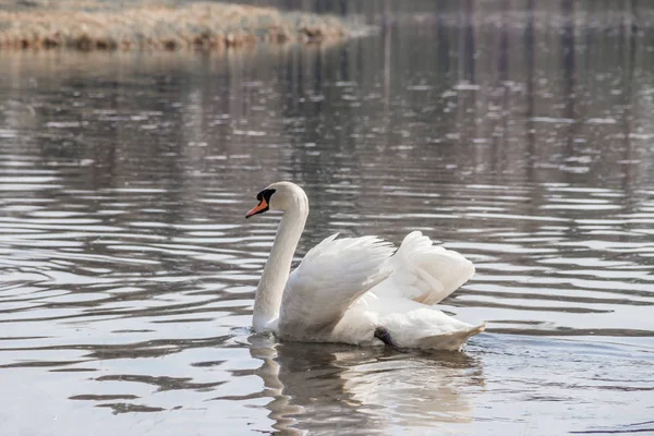 Beautiful white swan on the lake, symbol of love and grace