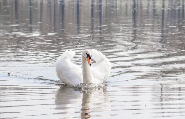 Schöner Weißer Schwan Auf Dem See Symbol Der Liebe Und — Stockfoto