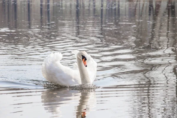 Beautiful white swan on the lake, symbol of love and grace