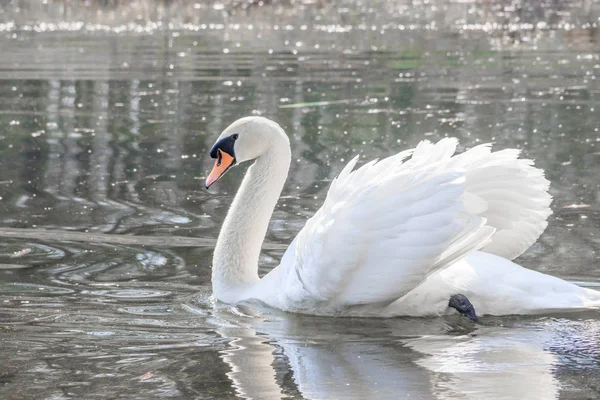 Schöner Weißer Schwan Auf Dem See Symbol Der Liebe Und — Stockfoto