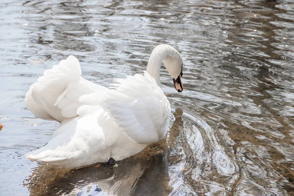 Cisne Branco Bonito Lago Símbolo Amor Graça — Fotografia de Stock