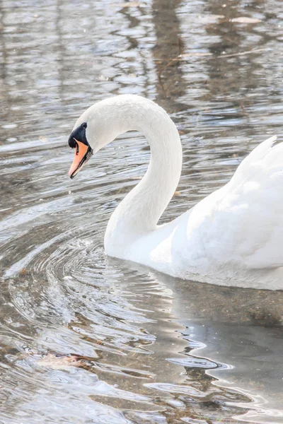 Красивий Білий Лебідь Озері Символ Любові Благодаті — стокове фото