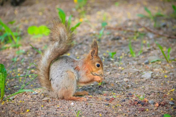 Eichhörnchen Frisst Eine Nuss Eichhörnchen Eichhörnchen Fressen Nagetier Tiere Des — Stockfoto