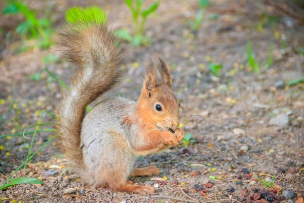 Eichhörnchen Frisst Eine Nuss Eichhörnchen Eichhörnchen Fressen Nagetier Tiere Des — Stockfoto