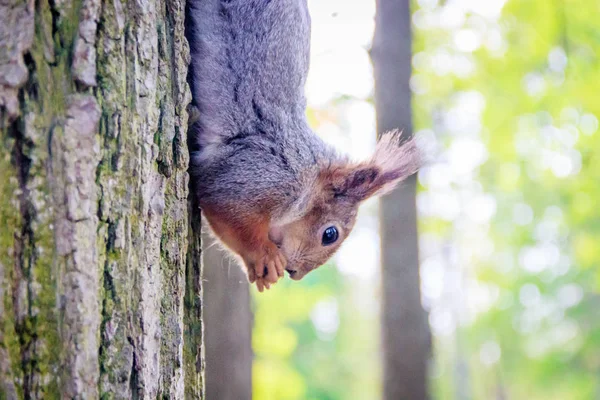 Eichhörnchen Frisst Eine Nuss Eichhörnchen Eichhörnchen Fressen Nagetier Tiere Des — Stockfoto