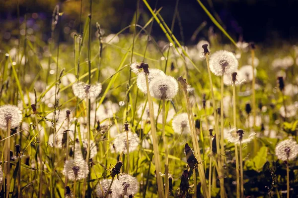タンポポの分野 白い夏の花 — ストック写真