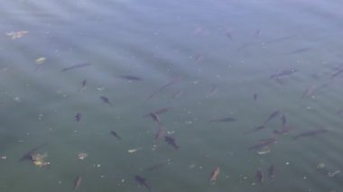 Balıklar gölette yüzer. Gölü temizleyin. Bir sürü balık. Berrak su. Parkta Göl