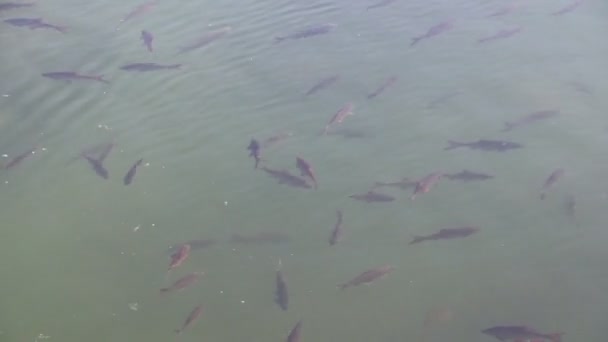鱼在池塘里游泳 清澈的湖 很多鱼清水 公园里的湖 — 图库视频影像