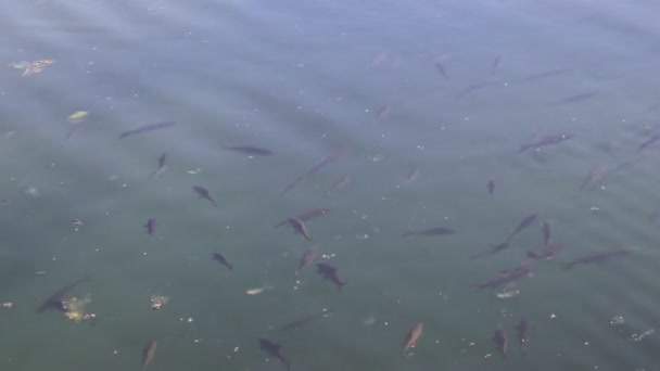 Les Poissons Nagent Dans Étang Lac Dégagé Beaucoup Poissons Eau — Video