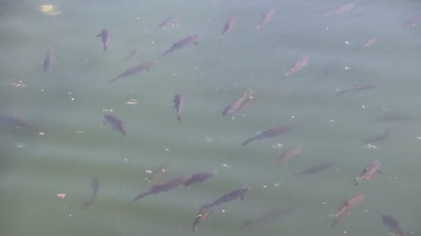 Рыбы Плавают Пруду Чистое Озеро Куча Рыбы Чистая Вода Озеро — стоковое видео
